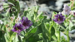 Hyoscyamus muticus