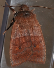 Eupsilia vinulenta