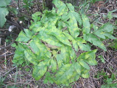 Angelica archangelica litoralis