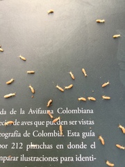 Microcerotermes