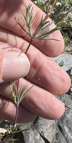 Johnson linanthus (Linanthus bigelovii)