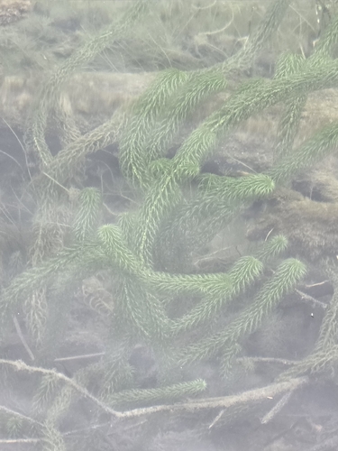 Curly Waterweed (Lagarosiphon major)