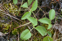 Ostericum palustre