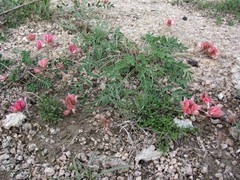 Hedysarum bectauatavicum