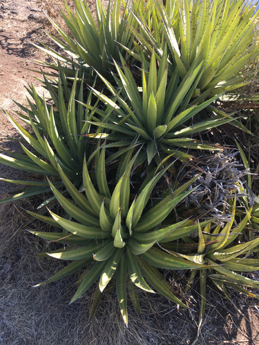 Agave ghiesbreghtii
