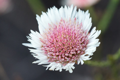 Actinodium cunninghamii