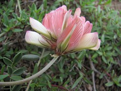 Hedysarum bectauatavicum