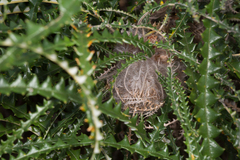 Banksia plumosa
