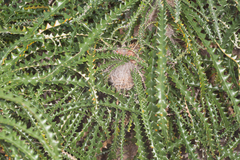 Banksia plumosa