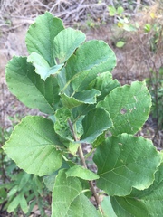 Cordia alba