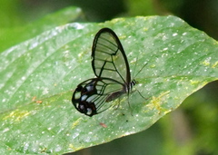 Pseudohaetera hypaesia