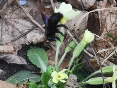 Xylocopa