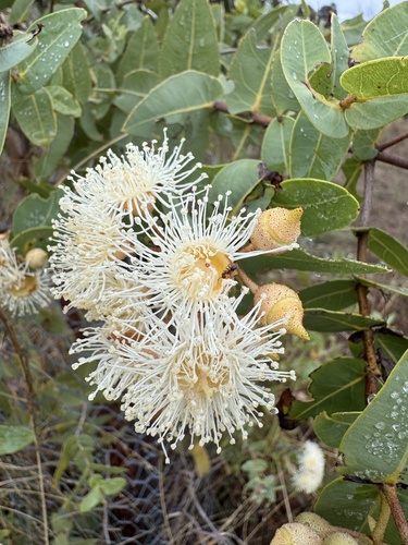 Corymbia setosa observed 2026-03-17