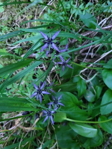 felwort (Swertia perennis)