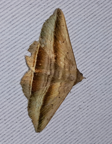 género Bendis · iNaturalist Ecuador