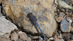 Orthetrum ransonnetii