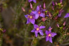 Calytrix leschenaultii