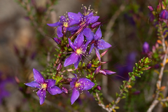 Calytrix leschenaultii