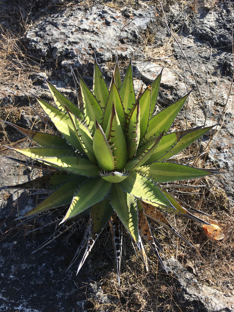 Agave kerchovei, Oaxaca, MX