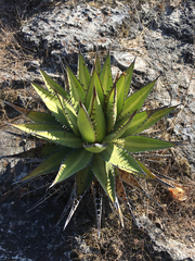 Agave kerchovei