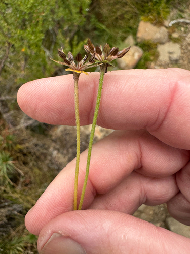 Chaerophyllum eriopodum, 2026-03-09