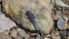 Orthetrum ransonnetii