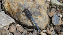 Orthetrum ransonnetii