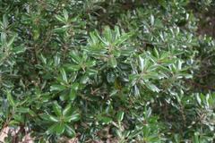 Planchonella costata