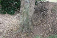 Planchonella costata