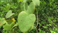 Cissampelos mucronata