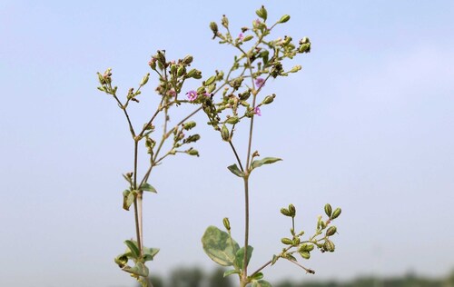 Wineflower