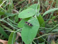 Oncopeltus cingulifer