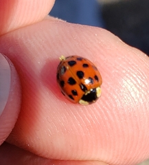 Harmonia axyridis