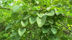 Cissampelos mucronata