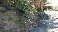 Physorhynchus chamaerapistrum