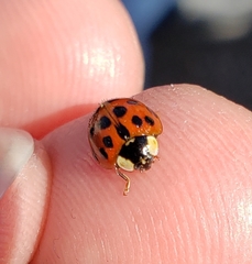 Harmonia axyridis