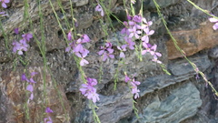 Physorhynchus chamaerapistrum