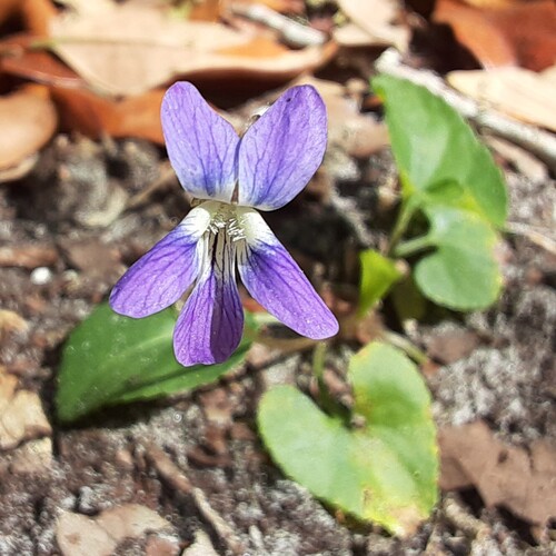 Florida Violet (Viola floridana)