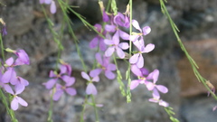 Physorhynchus chamaerapistrum