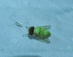 Chlorotabanus mexicanus