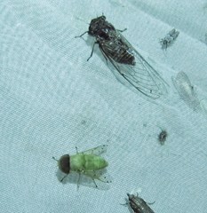 Chlorotabanus mexicanus