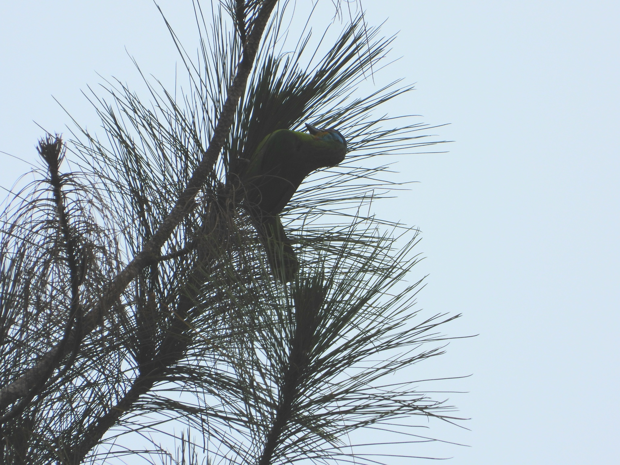 Black-browed Barbet (Psilopogon oorti), photo 10