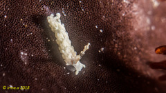 Bulbaeolidia alba