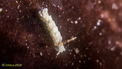 Bulbaeolidia alba