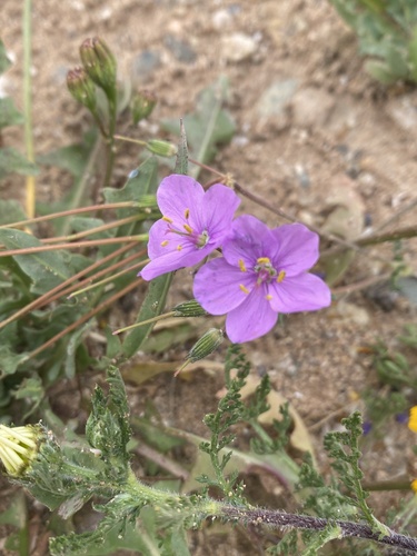 Erodium hesperium (Erodium hesperium)