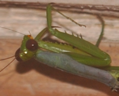 Tarachomantis