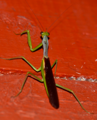 Tarachomantis