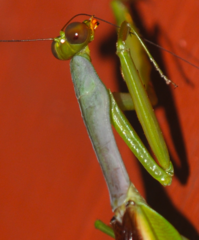 Tarachomantis