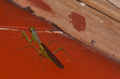 Tarachomantis