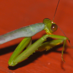 Tarachomantis